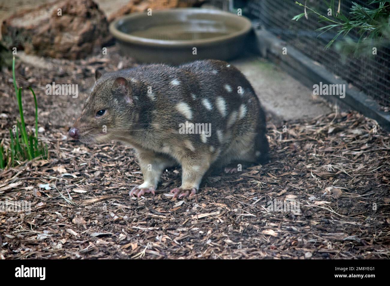 Fleckenschwänze sind fleischfressende Beuteltiere, die in Australien heimisch sind. Sie sind hauptsächlich nachtaktiv und verbringen die meiste Zeit des Tages in einem Arbeitszimmer Stockfoto