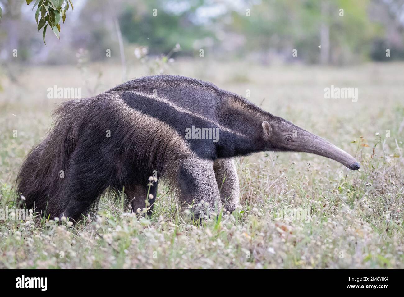 Ein riesiger Ameisenbär (Myrmecophaga tridactyla), der in der Trockenzeit durch das Grasland des Pantanal in Brasilien späht. Stockfoto