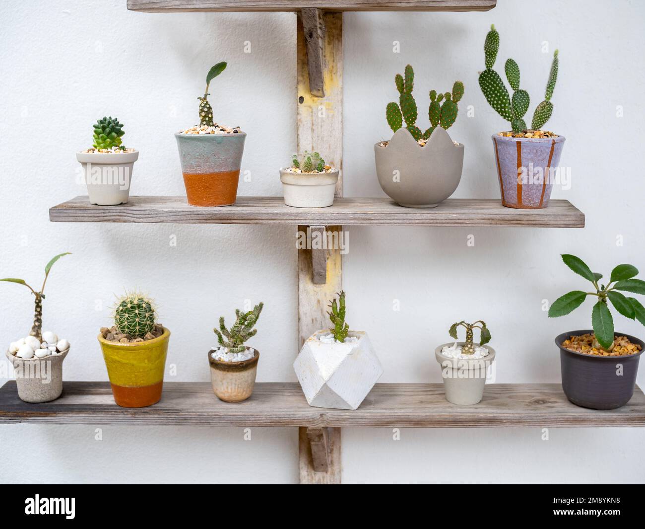 Verschiedene wunderschöne handgemachte Keramiktöpfe mit vielen grünen Kakteen und saftigen Pflanzen Dekoration auf Holzregal auf weißem Wandhintergrund. Blumentopf Sho Stockfoto