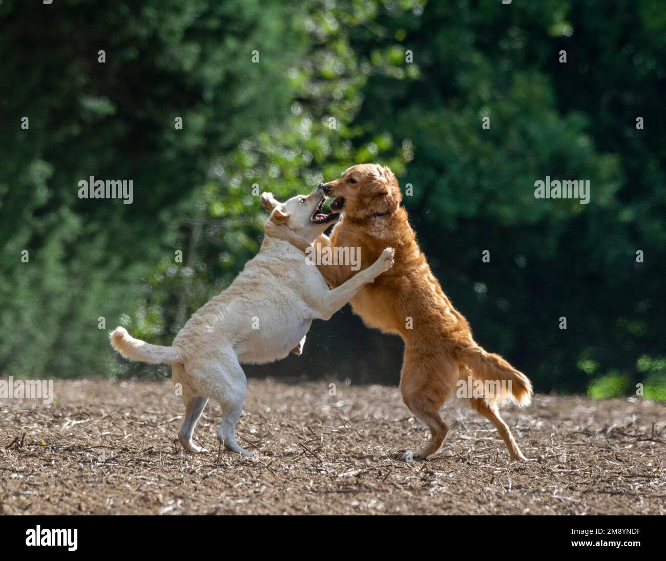 Zwei Hunde, die einen Freundschaftskampf haben Stockfoto