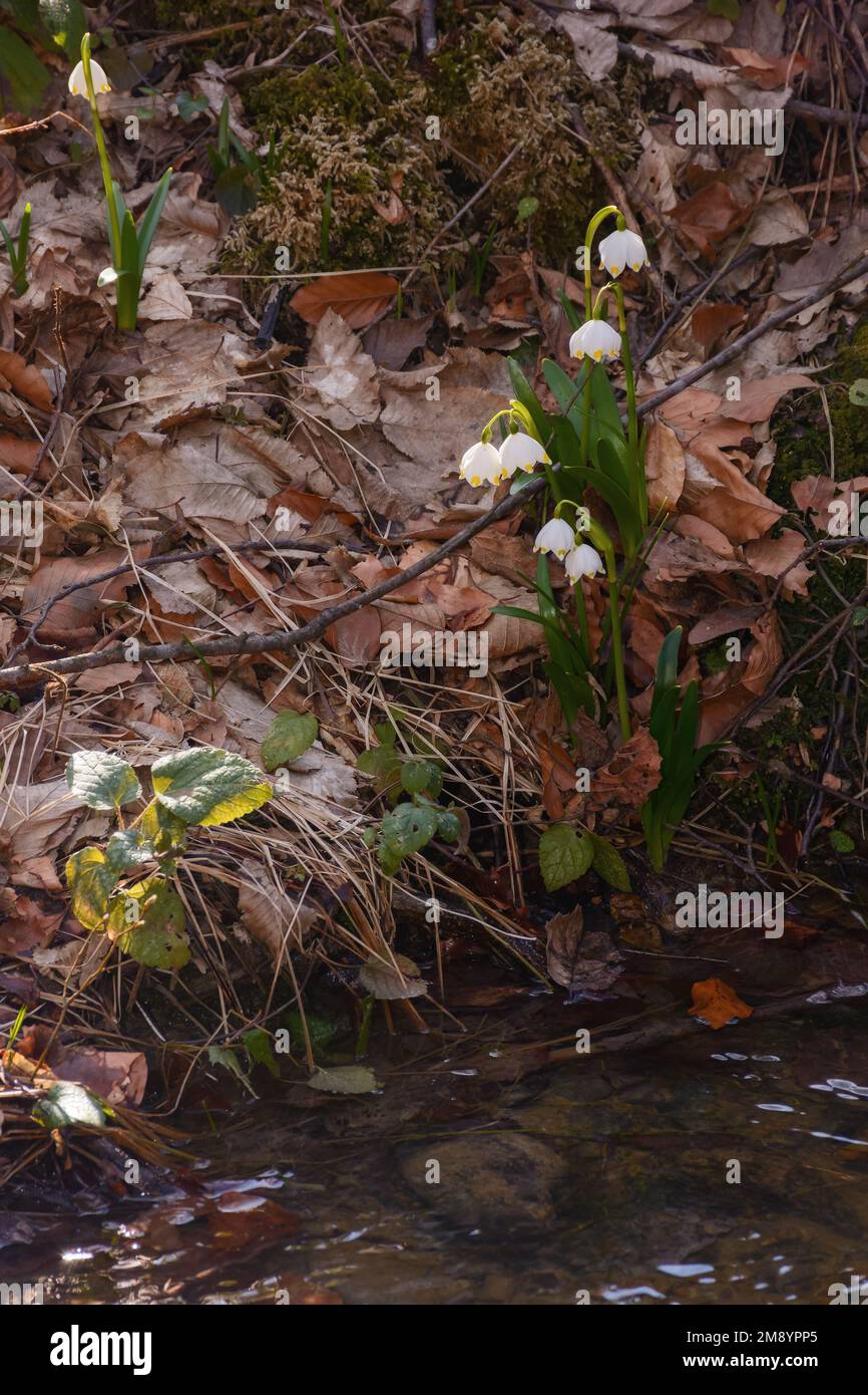 Sommerliche Schneeflocke blüht im Wald. Frühling-Natur-Hintergrund Stockfoto
