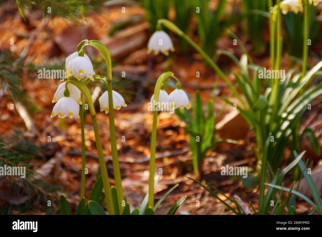 Sommerliche Schneeflocke blüht im Wald. Frühling-Natur-Hintergrund Stockfoto