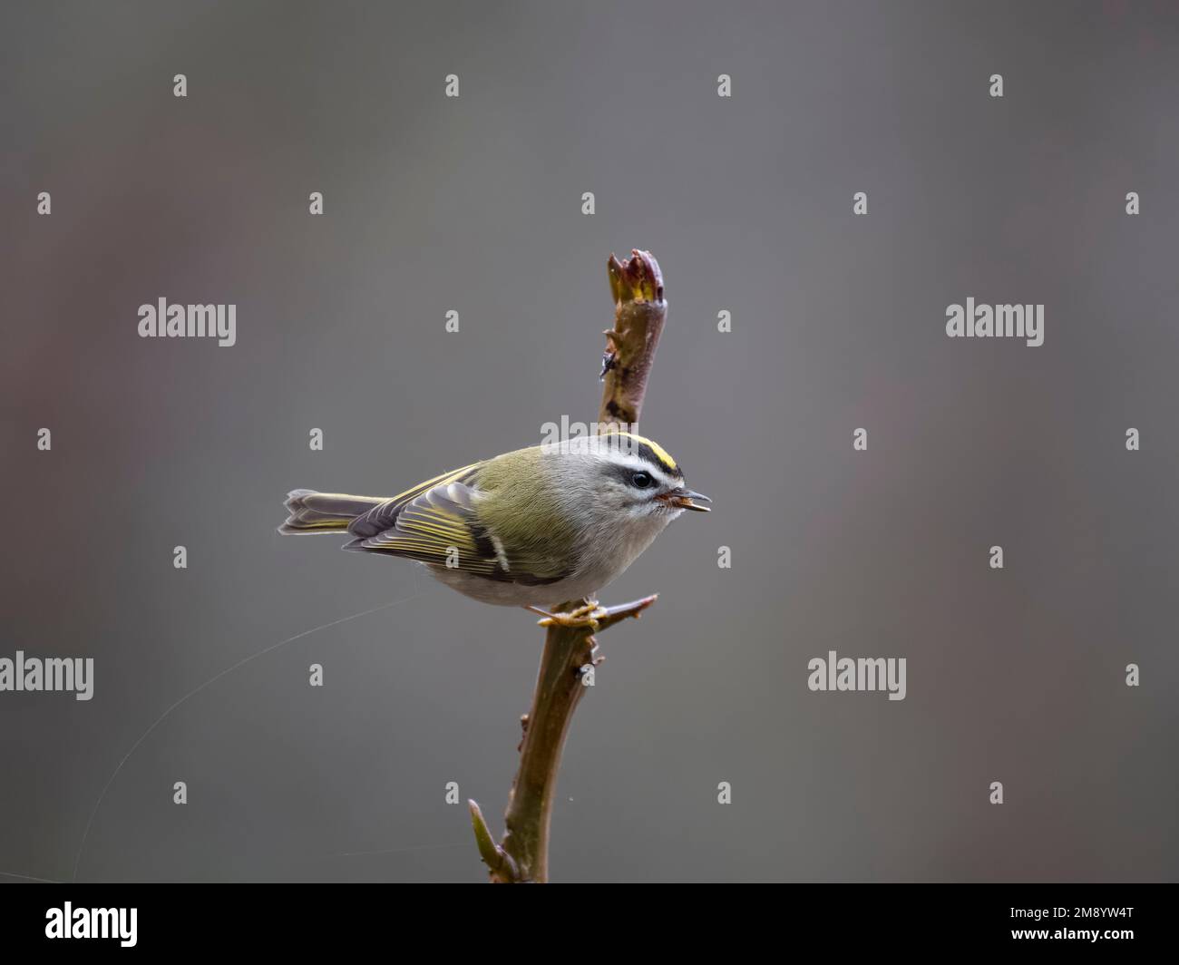 Goldkronenkönig, Regulus satrapa, Single Bird on Branch, British Columbia, Kanada, Dezember 2022 Stockfoto