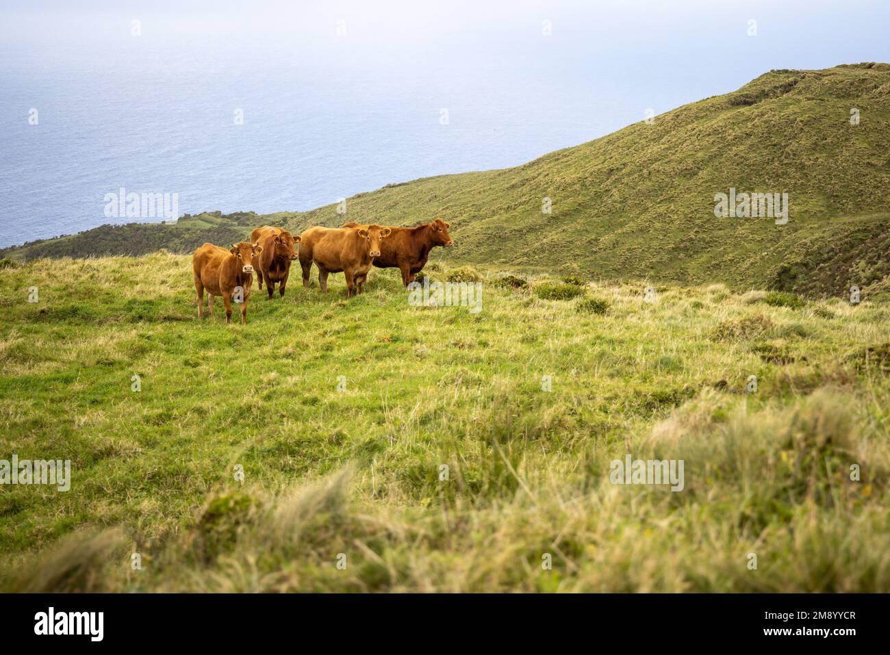 Rinder auf einer hügeligen Wiese in der Nähe des Meeres auf den Azoren Stockfoto