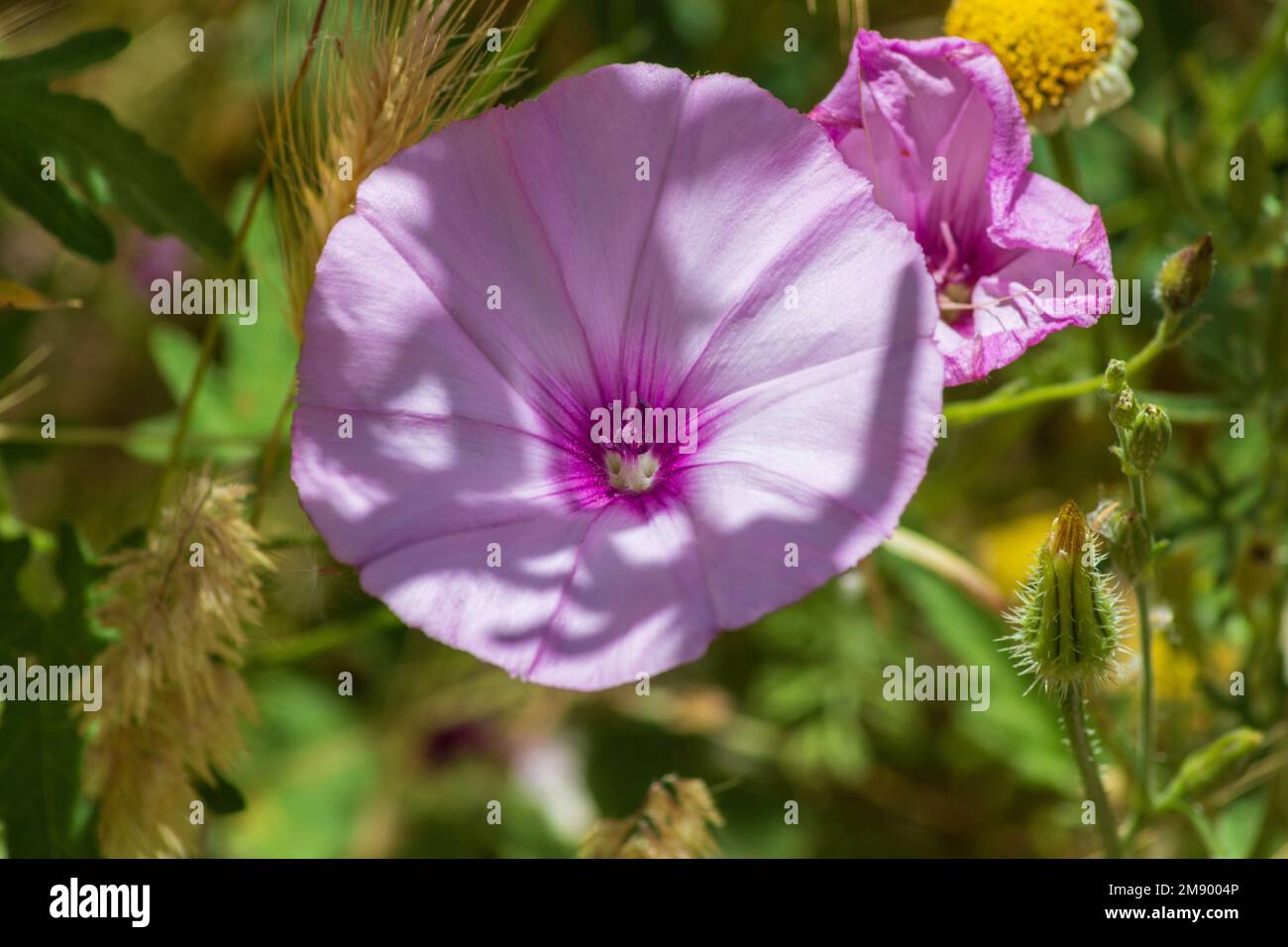 Convolvulus althaeoides, Mallow-Blätter in Blume Stockfoto