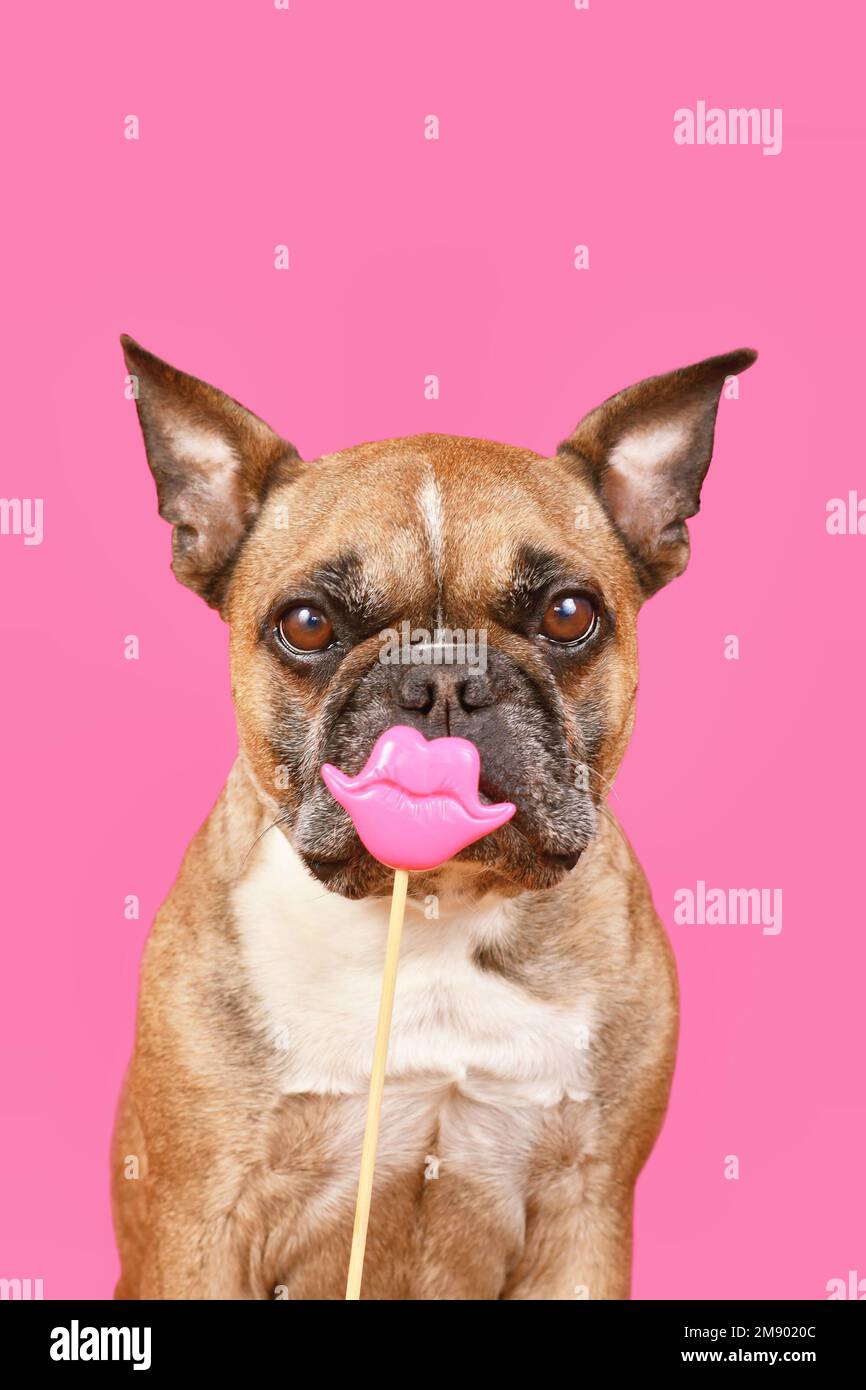 Süßer französischer Bulldog mit Küsschen am Valentinstag, Lippen und Fotoauflage vor pinkfarbenem Hintergrund Stockfoto