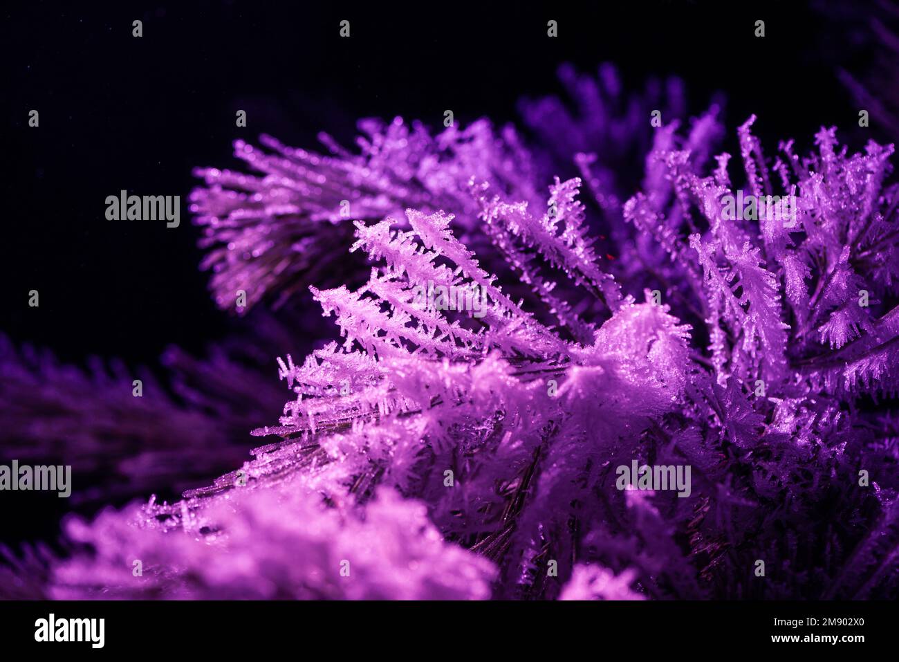 Gefrorene Tannennadeln im bunten Licht Stockfoto