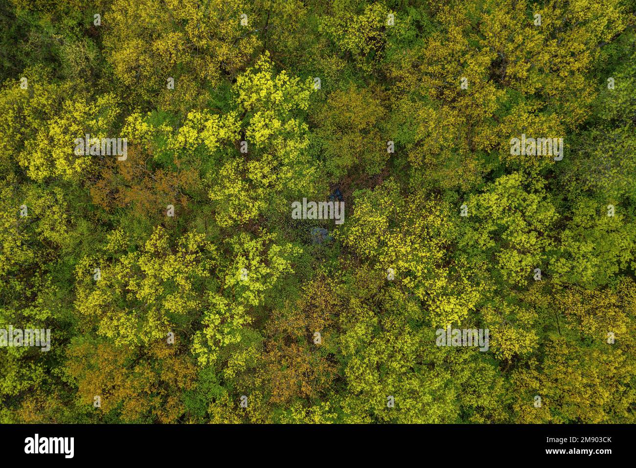 Luftaufnahme der grünen Waldlandschaft im Frühjahr, Drohne pov High-Angle-Ansicht Stockfoto