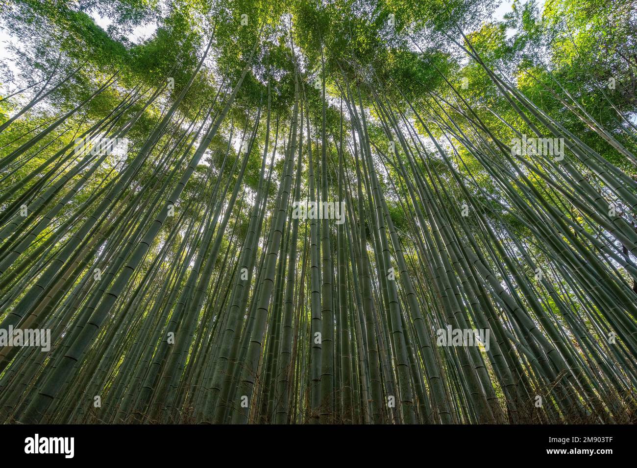 Wunderschöner Arashiyama Bamboo Groove mit Blick von oben und einem langen geraden Winkel in Kyoto, Japan Stockfoto