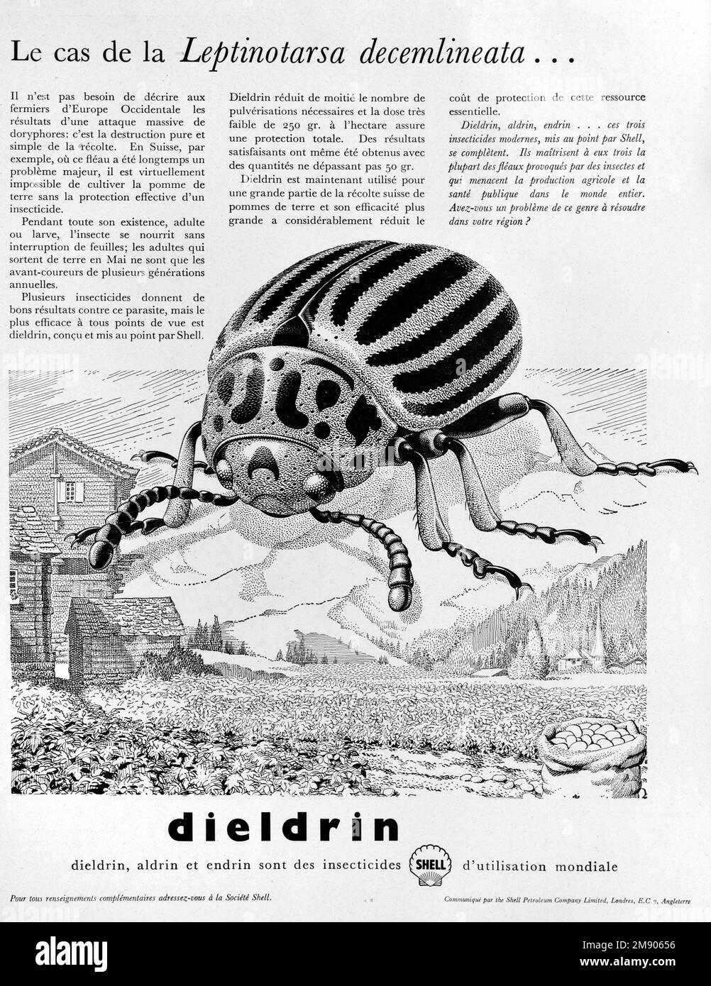 Darstellung von Leptinotarsa decemlineata, Colorada-Kartoffelkäfer ...