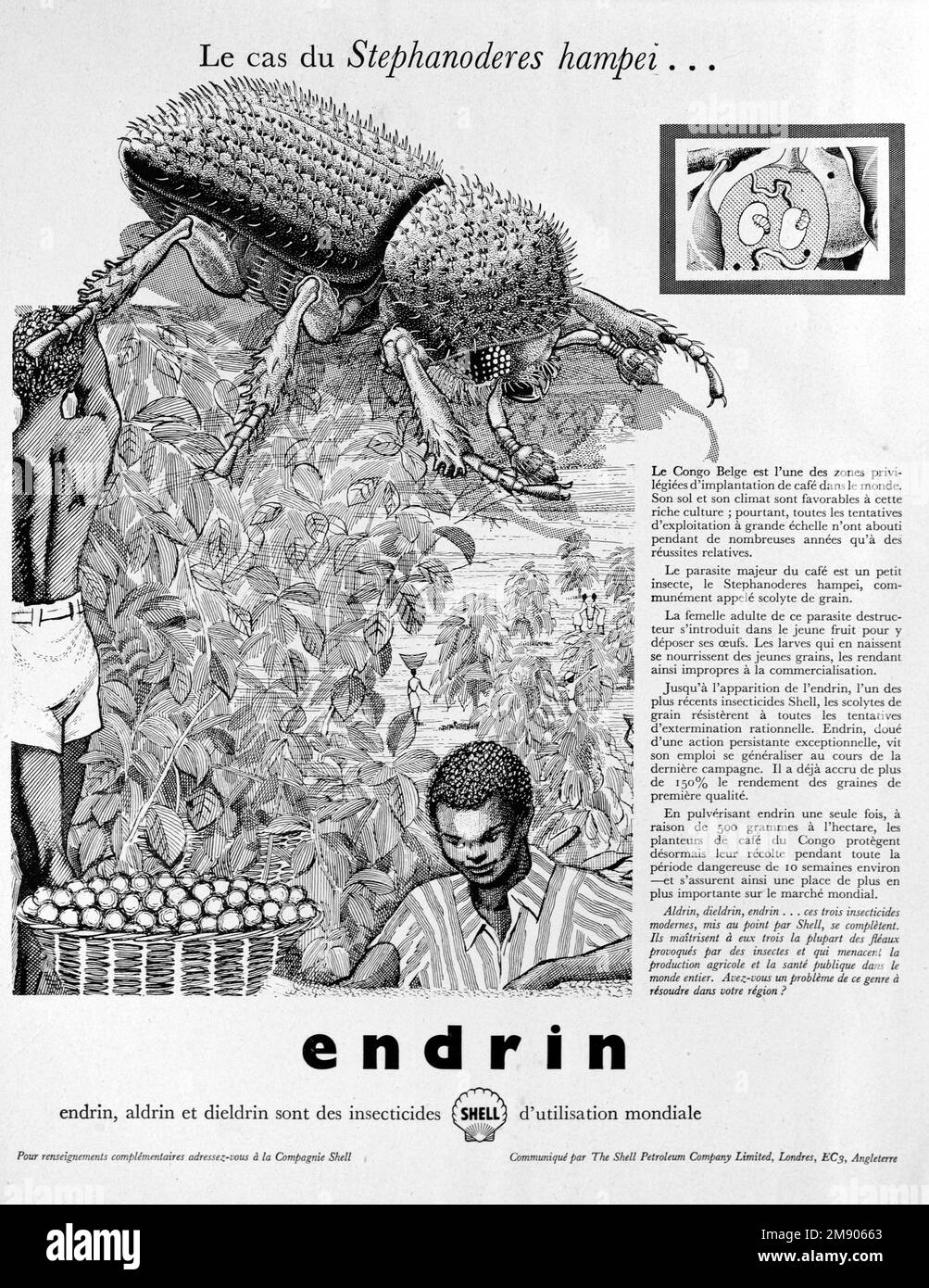 Darstellung des Stephanoderes hampei-Käfers, des Kaffeebohnen- oder Kaffeebohnen-Käfers, eines der wichtigsten Schädlinge der Kaffeepflanzen. Vintage- oder Old-Shell-Werbung, Werbung, Werbung für das Pestizid oder Insektizid Endrin (jetzt in den meisten Ländern verboten) und Image of Coffee Production in Afrika. 1956-Anzeige Stockfoto