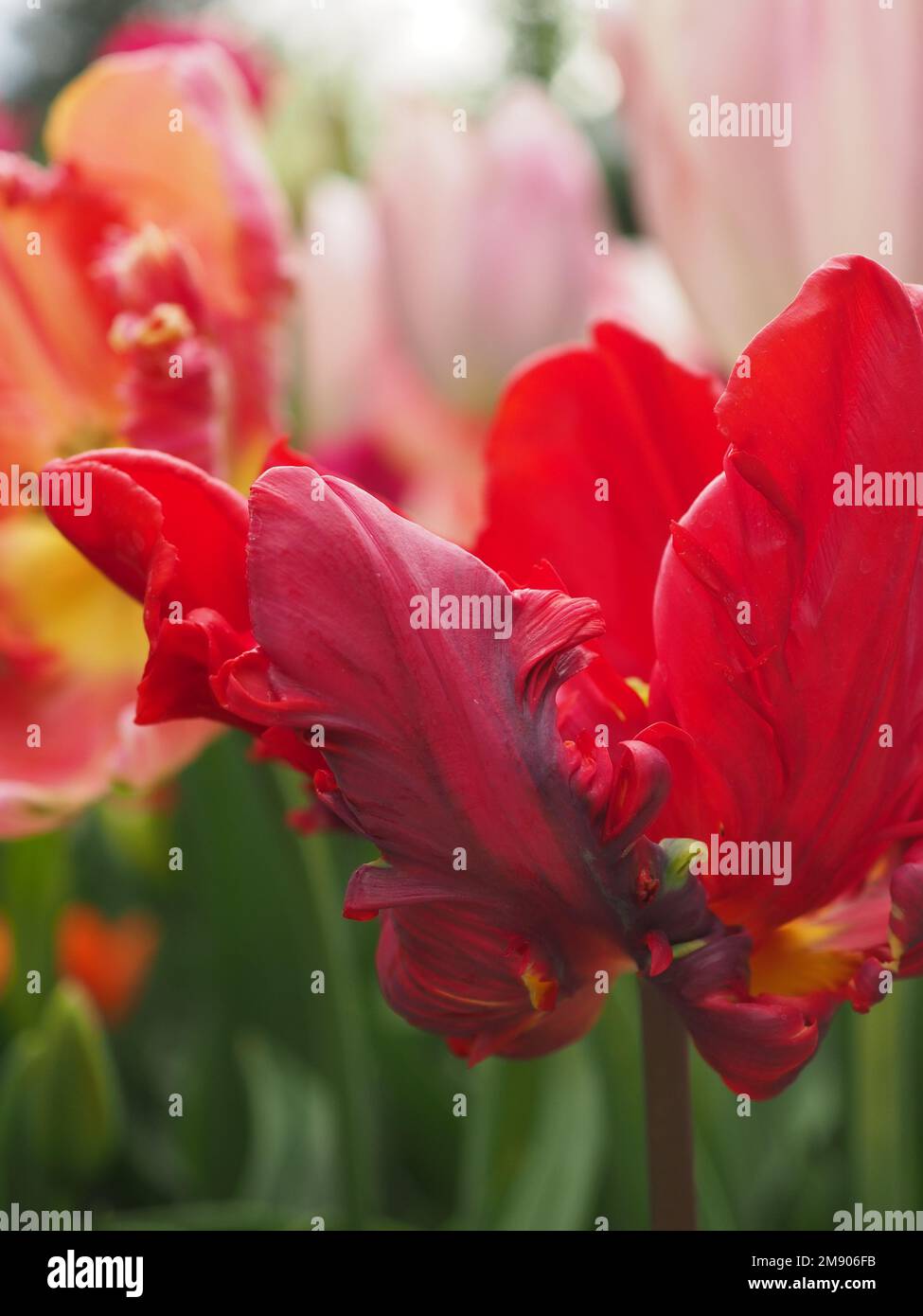Nahaufnahme einer Papageienblume - Tulipa „Rokoko“ Stockfoto
