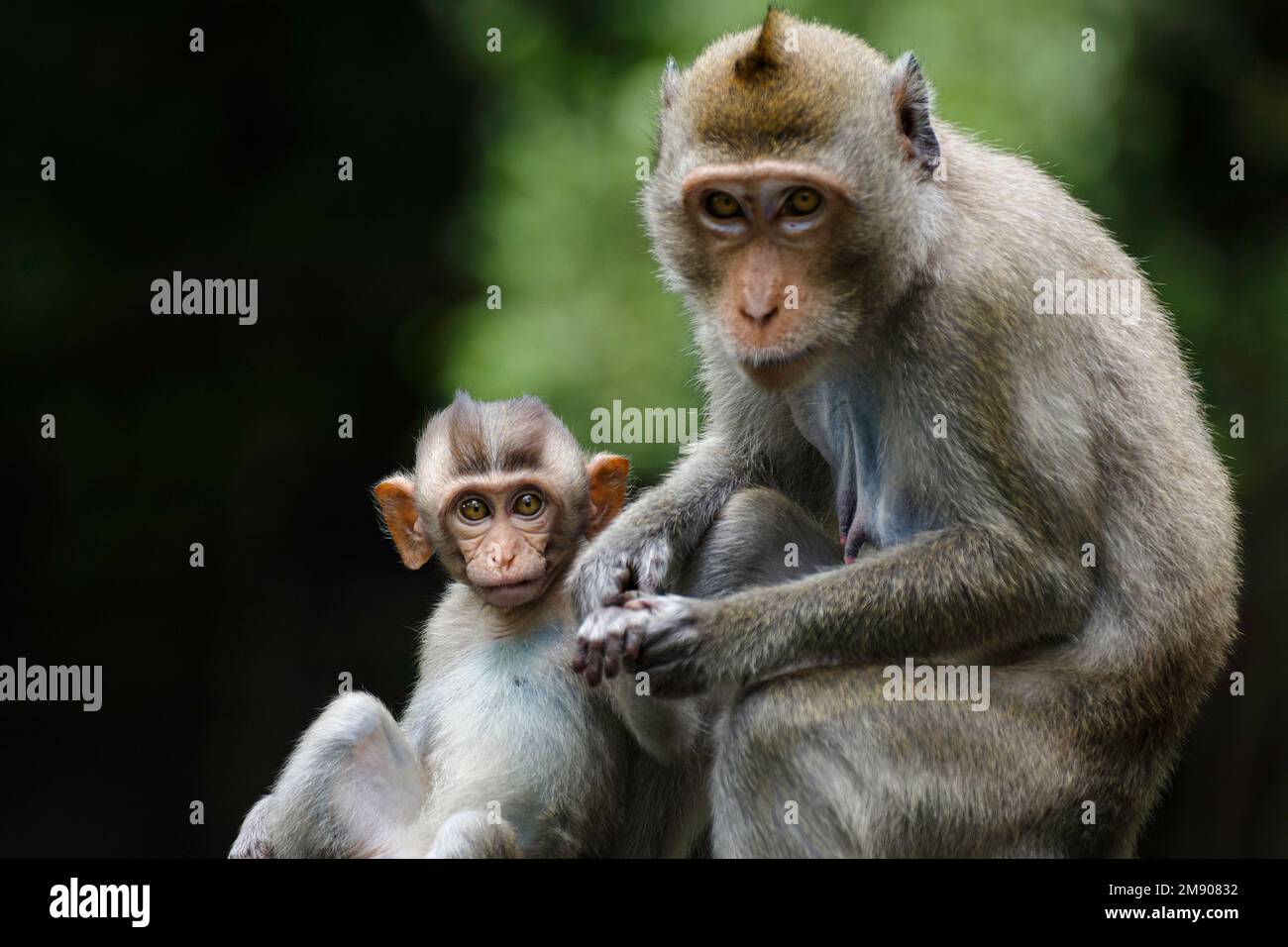 Süßes asiatisches Affenbaby hält ihre Mutterhand und schaut in der Wildnis im Nationalpark in die Kamera. Konzept der Natur- und Tierliebe. Stockfoto
