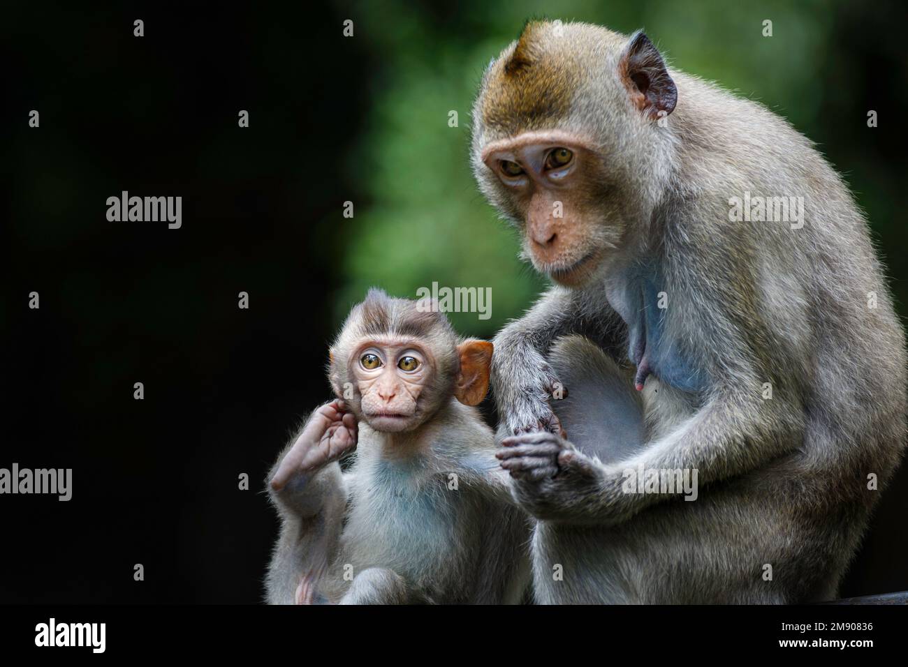 Süßes asiatisches Affenbaby hält ihre Mutterhand und schaut in der Wildnis im Nationalpark in die Kamera. Konzept der Natur- und Tierliebe. Stockfoto