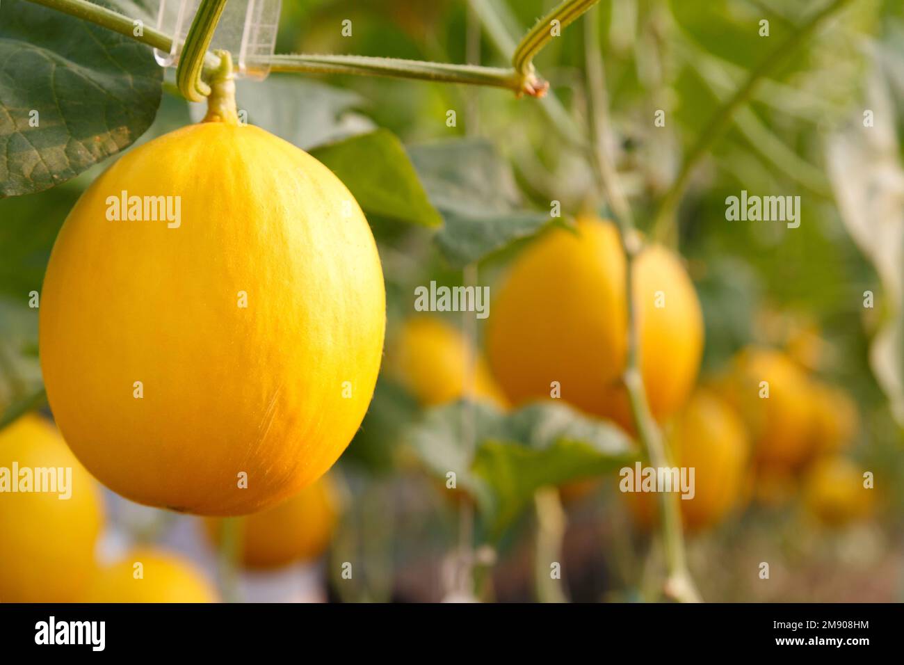 Frische gelbe Bio-Melone oder goldene Melone, die im Gewächshaus der Melonenfarm geerntet werden kann. Konzept Landwirtschaft und Obstbetrieb Stockfoto