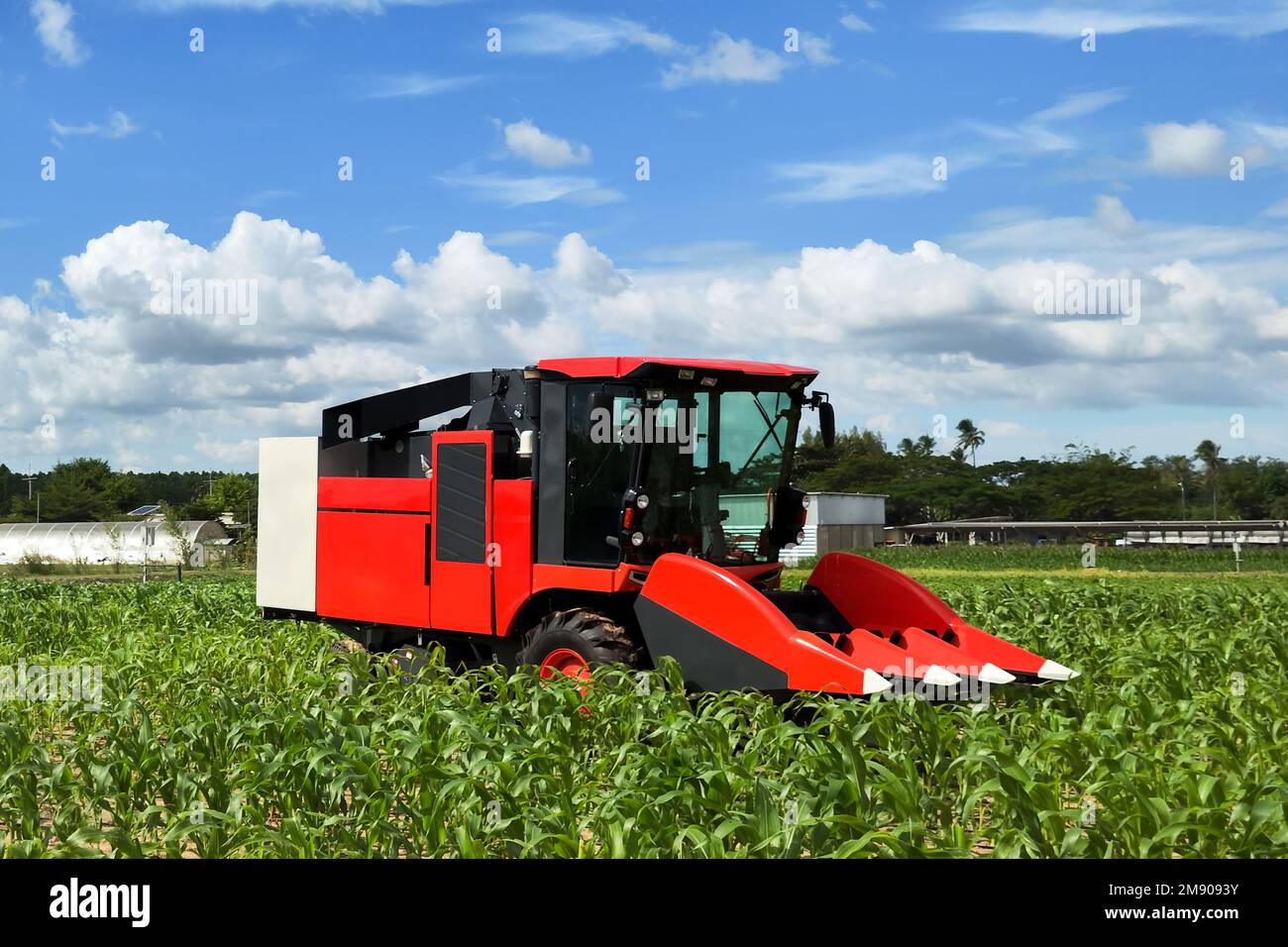 Der Mini-Traktor für rote Maismähdrescher mit automatischer Steuerung des AI-Roboters unterstützt den Anbau und die Ernte von Maisfeldern in der ländlichen Landwirtschaft. Neue Technologie Agrar Stockfoto