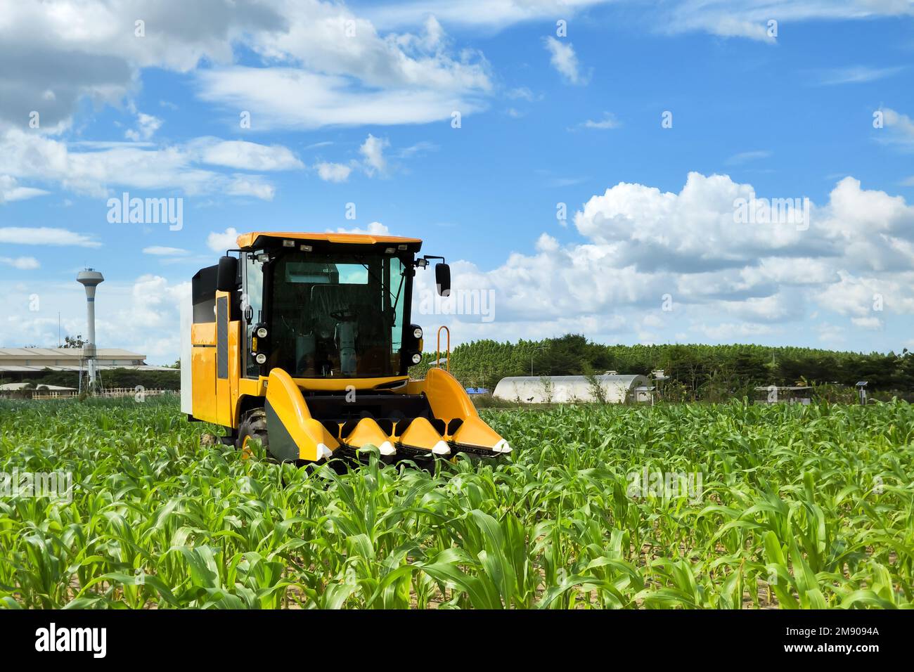 Der Mini-Traktor für den gelben Maismähdrescher mit automatischer Steuerung des AI-Roboters unterstützt den Anbau und die Ernte des Maisfeldes in der ländlichen Landwirtschaft. Neue Technologie Stockfoto