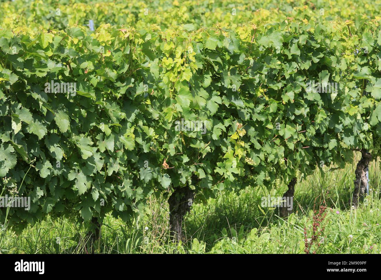 Vin de Savoie. Vignoble de Chignin. Savoie. Auvergne-Rhône-Alpes. Frankreich. Europa. Stockfoto