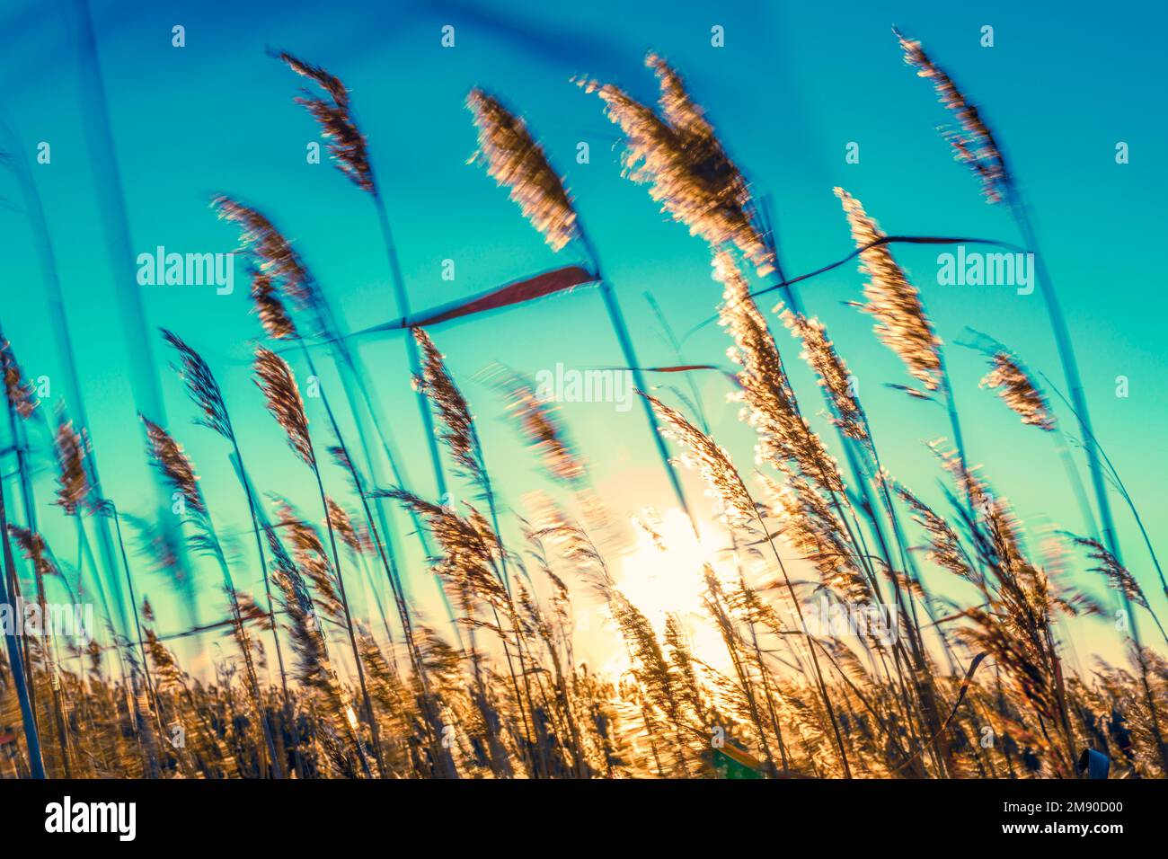 Schilf winkt im Wind Stockfoto