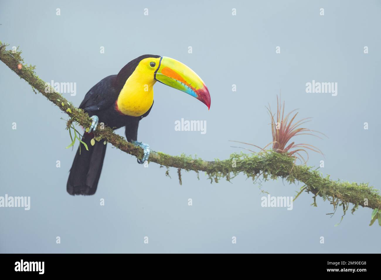 Kielschnabel-Toucan (Ramphastos sulfuratus) auf einem Zweig mit Bromelien, Lowland-Regenwald, Boca Tapada, Provinz Alajuela, Costa Rica Stockfoto