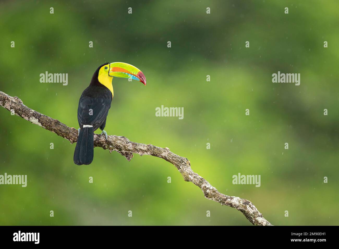 Kielschnabel-Toucan (Ramphastos sulfuratus) auf einem Ast, Tiefland-Regenwald, Boca Tapada, Provinz Alajuela, Costa Rica Stockfoto