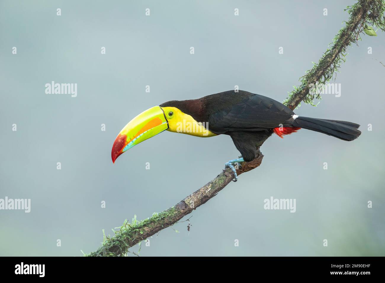 Kielschnabel-Toucan (Ramphastos sulfuratus) auf einem Ast, Tiefland-Regenwald, Boca Tapada, Provinz Alajuela, Costa Rica Stockfoto