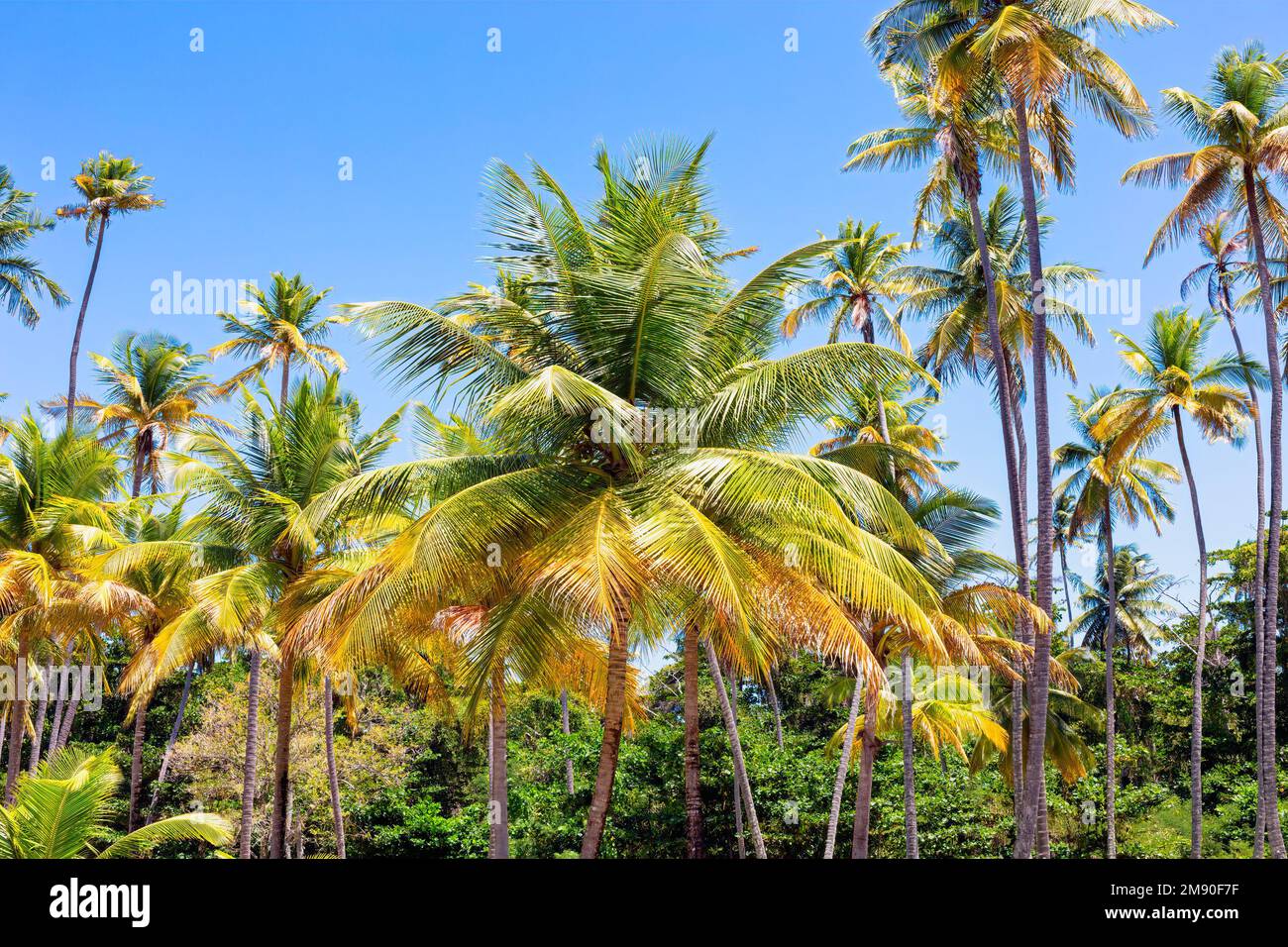 Kokospalmen, wunderschöner tropischer Dschungelhintergrund. Brite blauer Himmel im Hintergrund. Stockfoto