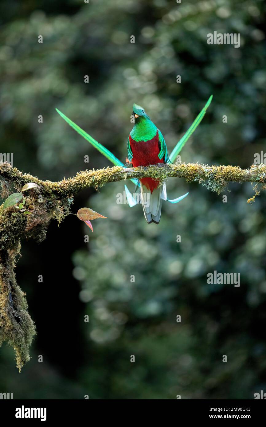 Glitzernder Quetzal (Pharomachrus mocinno), männlich hoch oben in einem Wolkenwald mit windenden Schwanzfedern, Cerro de la Muerte, Costa Rica Stockfoto