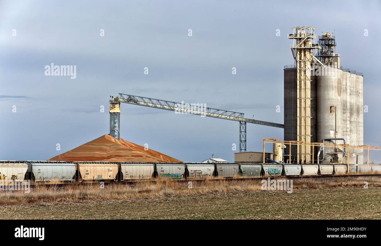 Milo „Sorghum vulgare“-Getreideanbau, gelagert an Aufzügen, Bandförderer, Tankwagen, die auf den Transport warten, Kansas. Stockfoto