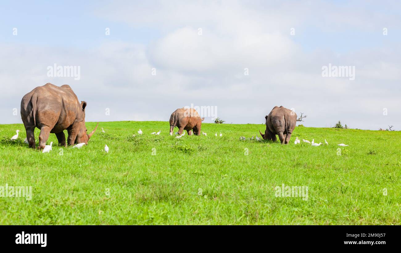 Wildtiere drei Nashörner fressen Gras auf dem Hügelplateau im Sommer Wildness Park Reserve. Ein Foto der Rückansicht. Stockfoto