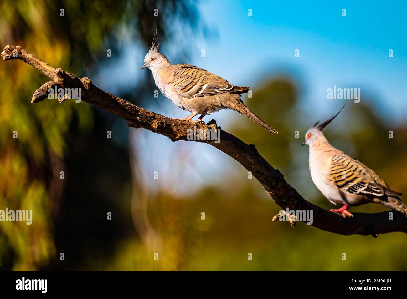 Taubenschwanzpaar Stockfoto