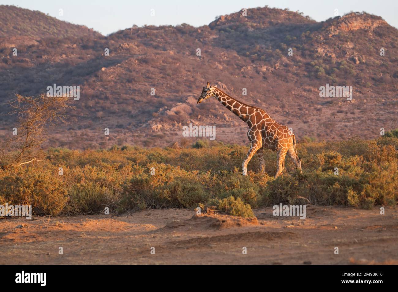 Die Giraffen (Giraffa camelopardalis reticulata) wurden während der „goldenen Stunde“ am frühen Morgen im Samuru National Reserve, Kenia, fotografiert. Stockfoto