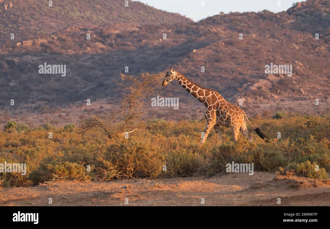Die Giraffen (Giraffa camelopardalis reticulata) wurden während der „goldenen Stunde“ am frühen Morgen im Samuru National Reserve, Kenia, fotografiert. Stockfoto