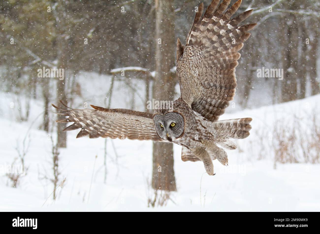 Große graue Eule mit Flügeln, die über ein schneebedecktes Feld in Kanada fliegen und jagen Stockfoto