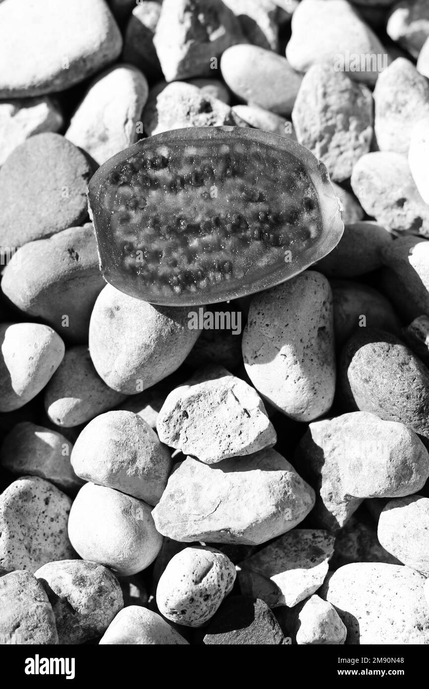 Seltene, reife und frische Mangostanfrüchte in Schwarzweiß-Monochrom. Stockfoto