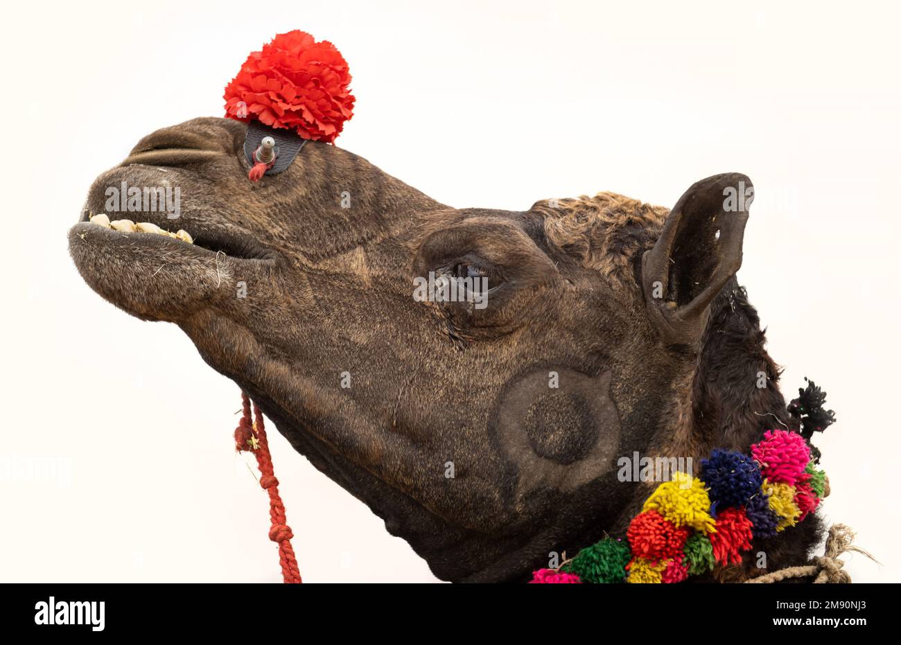 Kamele am Pushkar Fair, auch genannt die Pushkar Camel Fair oder lokal als Kartik Mela ist eine jährliche mehrtägige Vieh fair und kulturellen in statt. Stockfoto