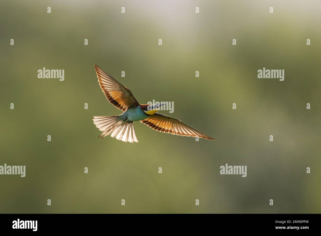 European Bee-Eater (Merops apiaster) in Flight, Bratsigovo, Bulgarien Stockfoto