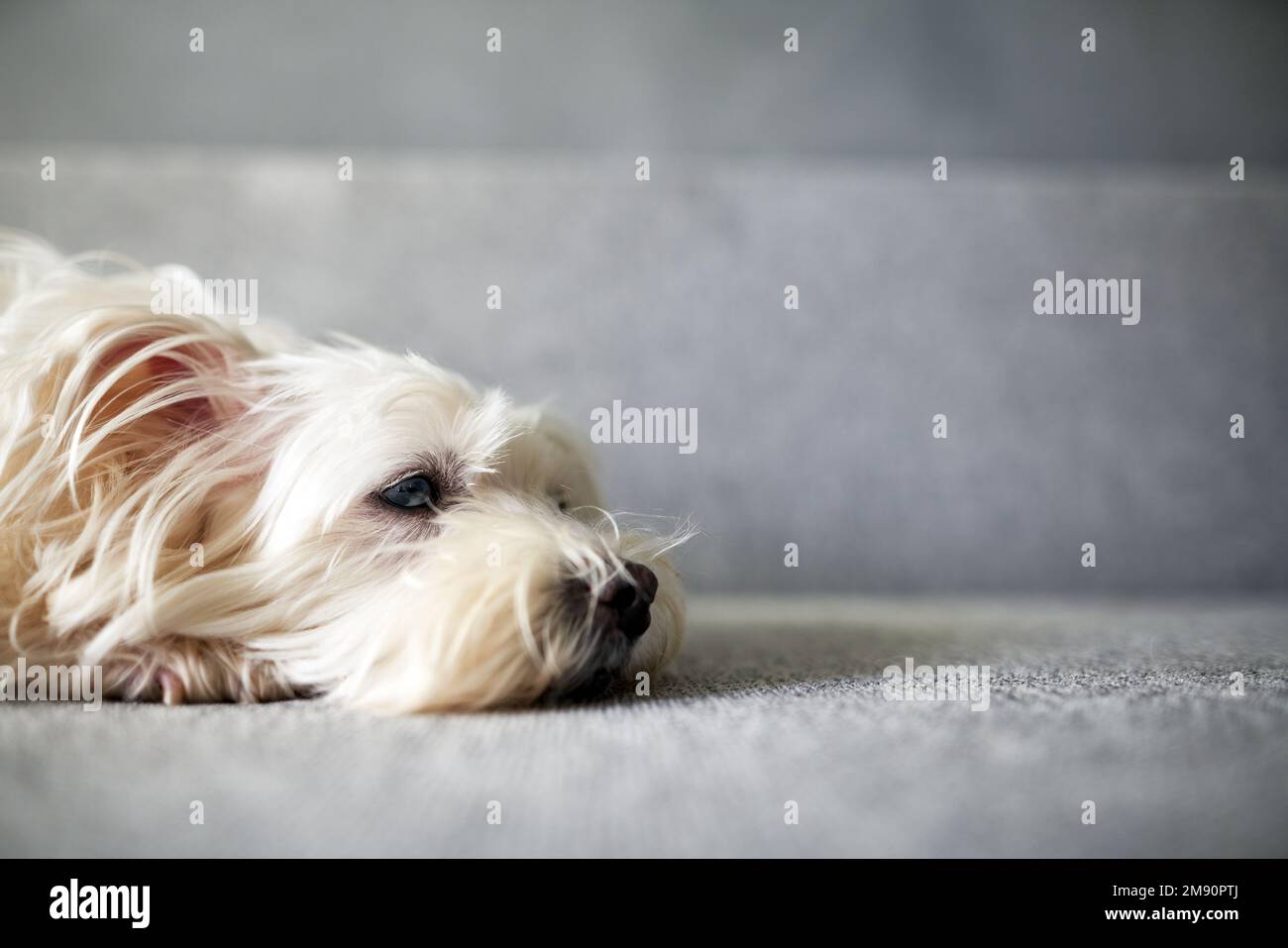 Flauschiger weißer Hund, der zu Hause auf der Couch liegt, mit Platz zum Kopieren. Tierpflege. Liebe und Freundschaft. Haustieren. Stockfoto