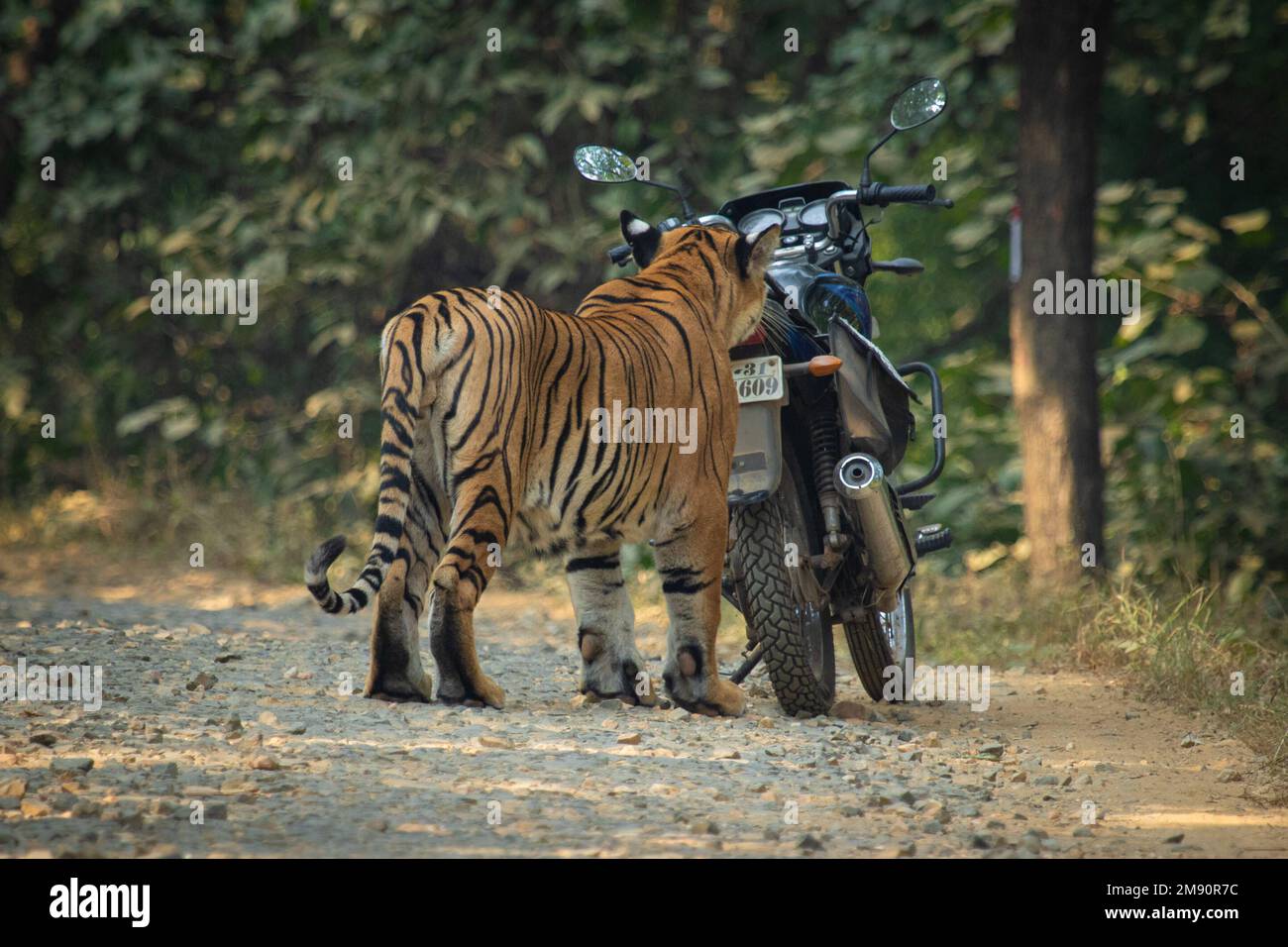 Es riecht seltsam. Indien: DIESE UNGLAUBLICHEN Bilder zeigen, wie neugierige Tiger Radfahrer von der Heimreise abhalten können, während sie ihre Motorräder untersuchen. Eine ima Stockfoto