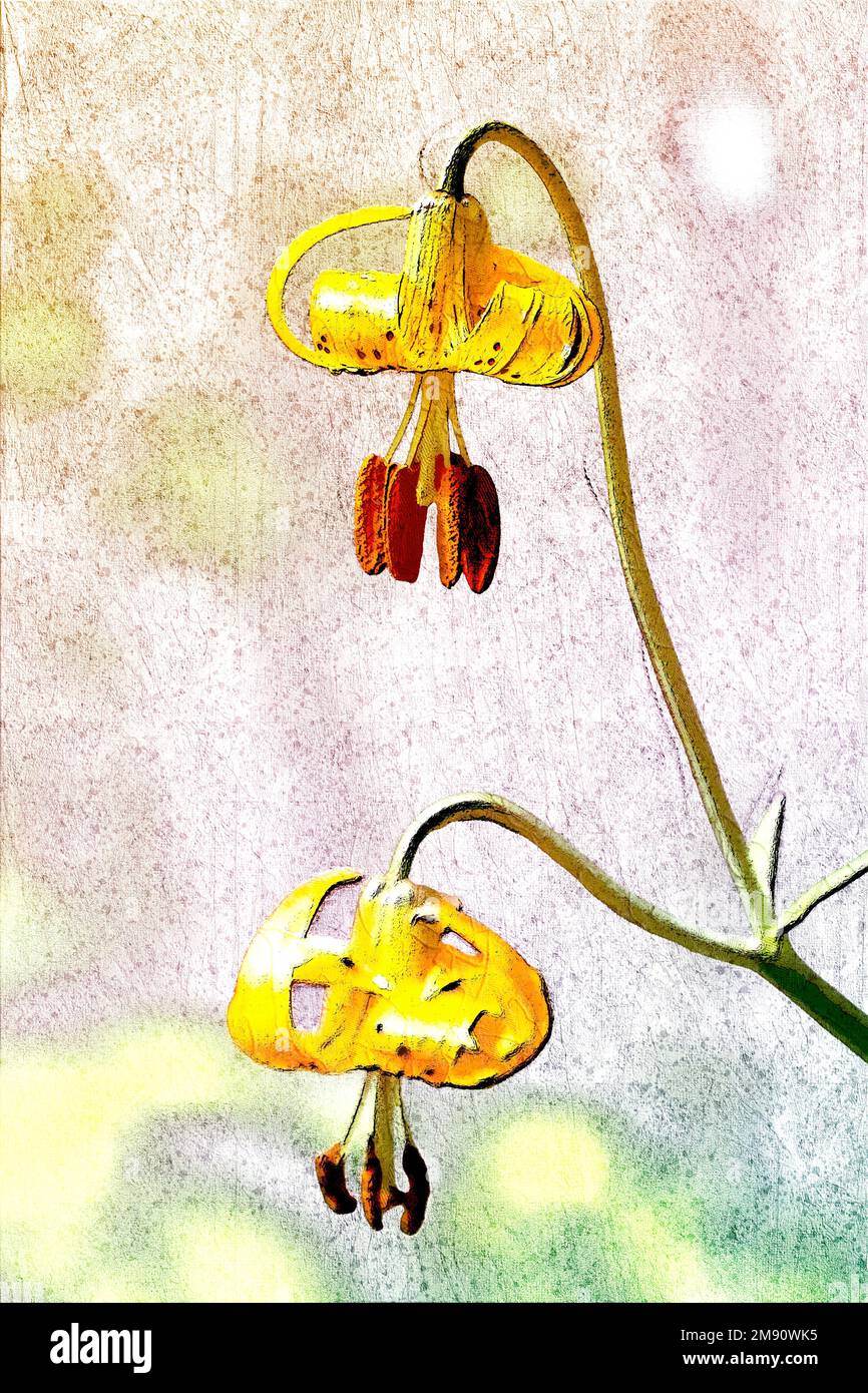 Das digital verbesserte Bild eines Lilium columbianum ist eine in Westnordamerika einheimische Lilie. Es ist auch bekannt als Columbia Lilie, Columbia Tiger Lilie Stockfoto