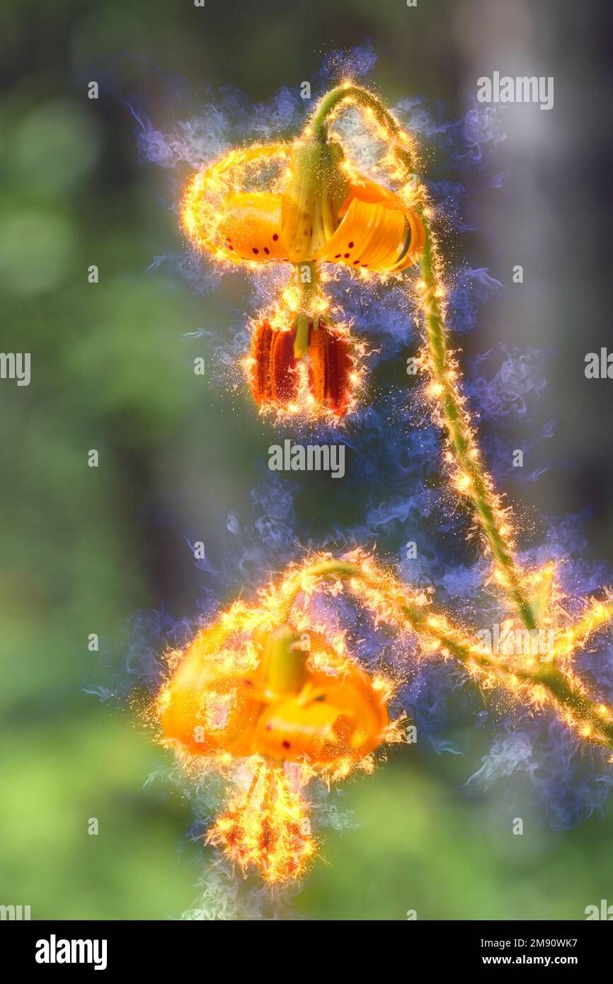 Das digital verbesserte Bild eines Lilium columbianum ist eine in Westnordamerika einheimische Lilie. Es ist auch bekannt als Columbia Lilie, Columbia Tiger Lilie Stockfoto