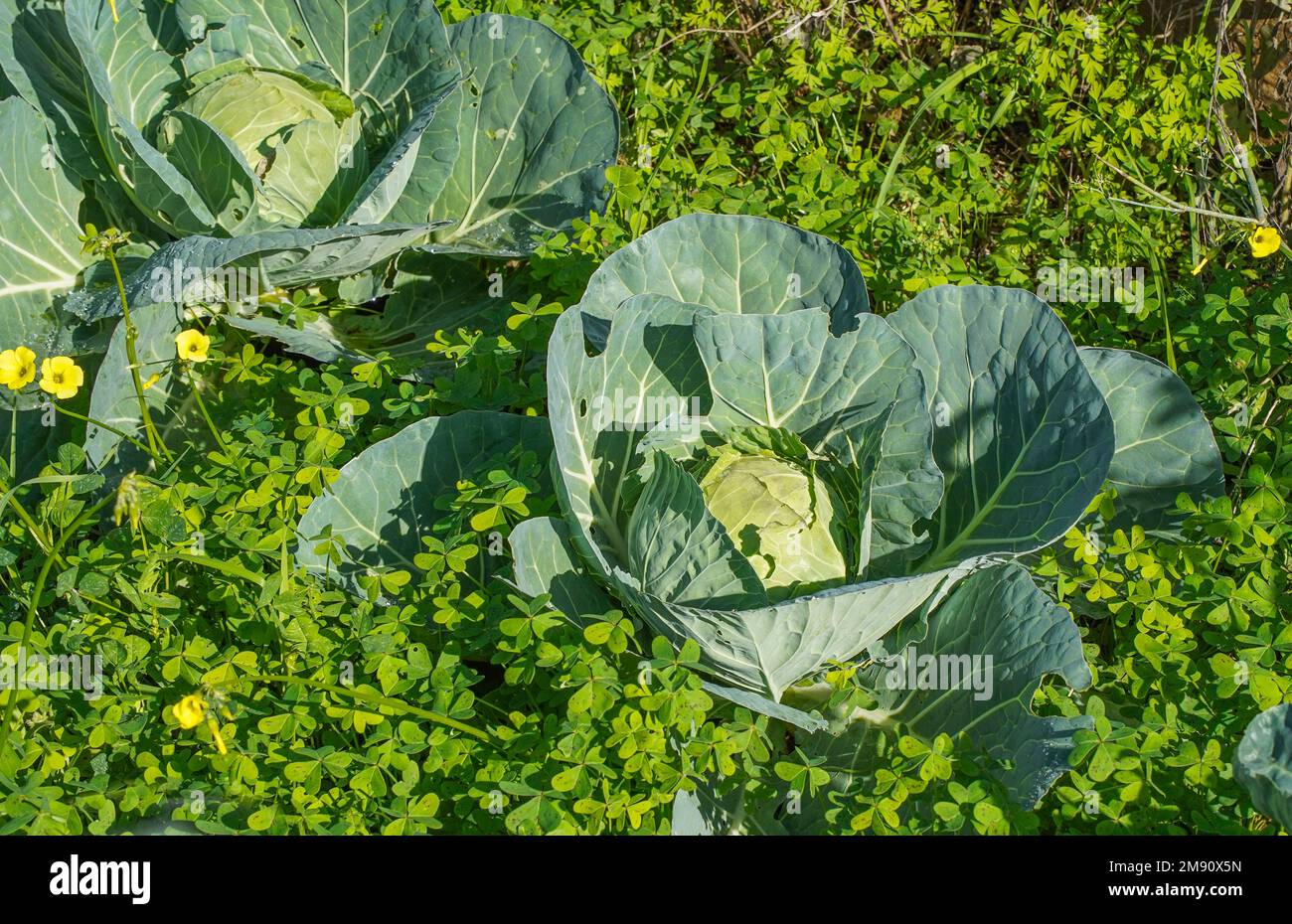 Weißkohl, der im Gemüsegarten wächst, umgeben von invasivem Unkraut, Spanien Stockfoto