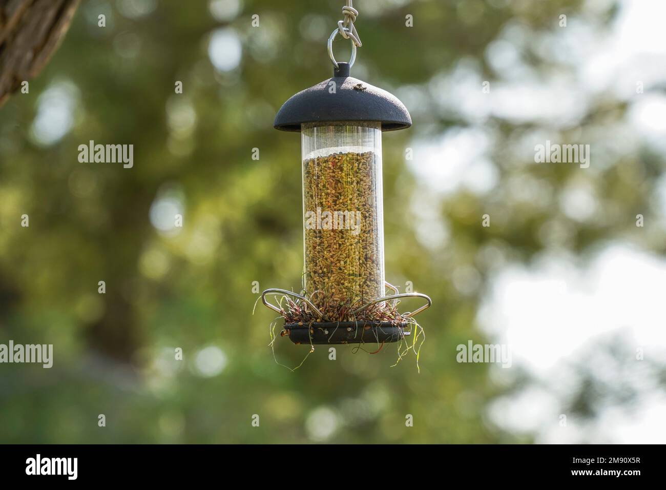 Ein Vogelfutter mit Samen für Vögel, die in einem Baum im Garten hängen. Stockfoto
