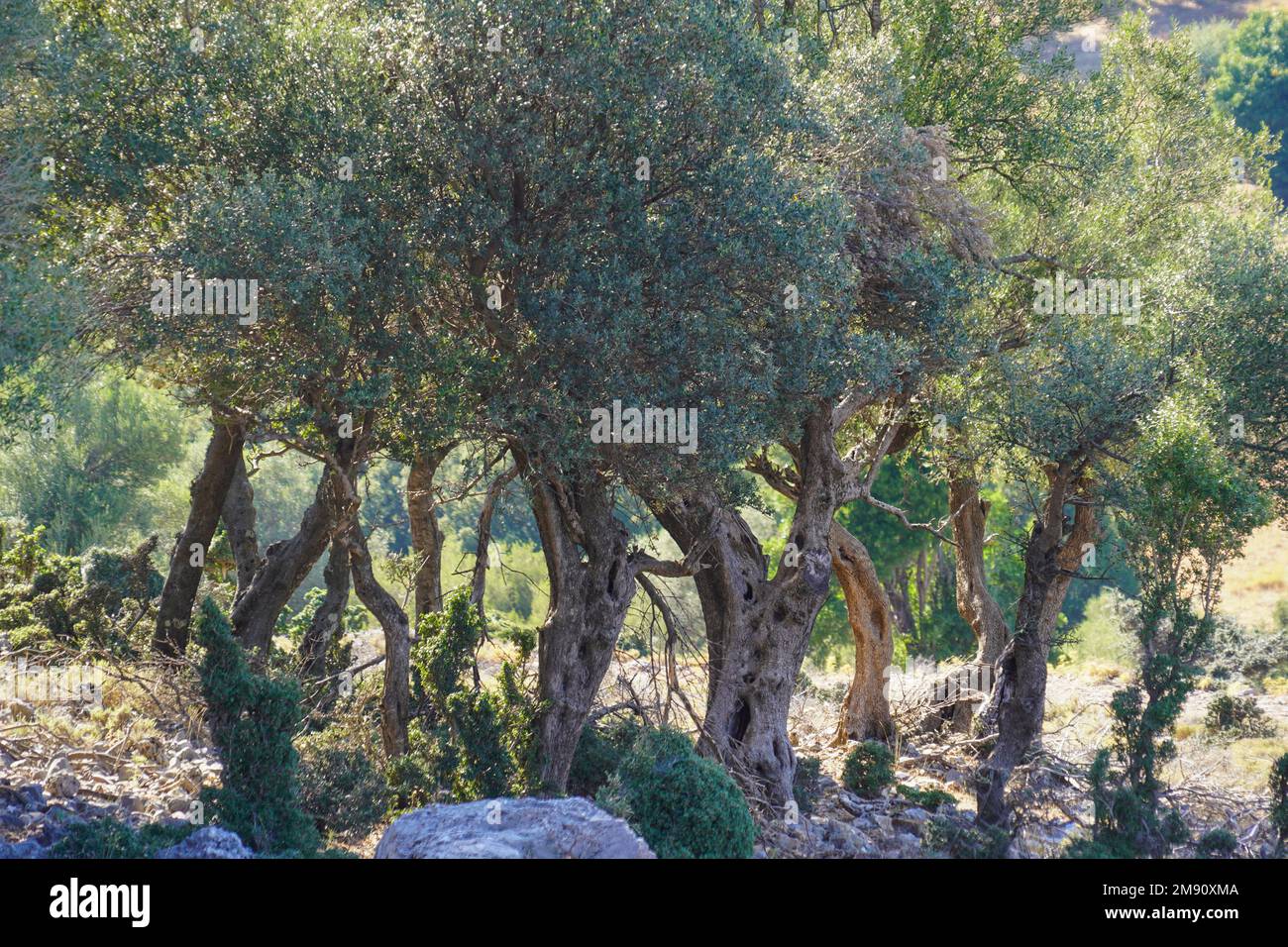Die Olivenbaumplantage Askifou Plateau liegt 50 km südlich von Chania, Kreta, Griechenland. Das Askifou-Gebiet besteht aus vier Siedlungen, Ammoudari Stockfoto