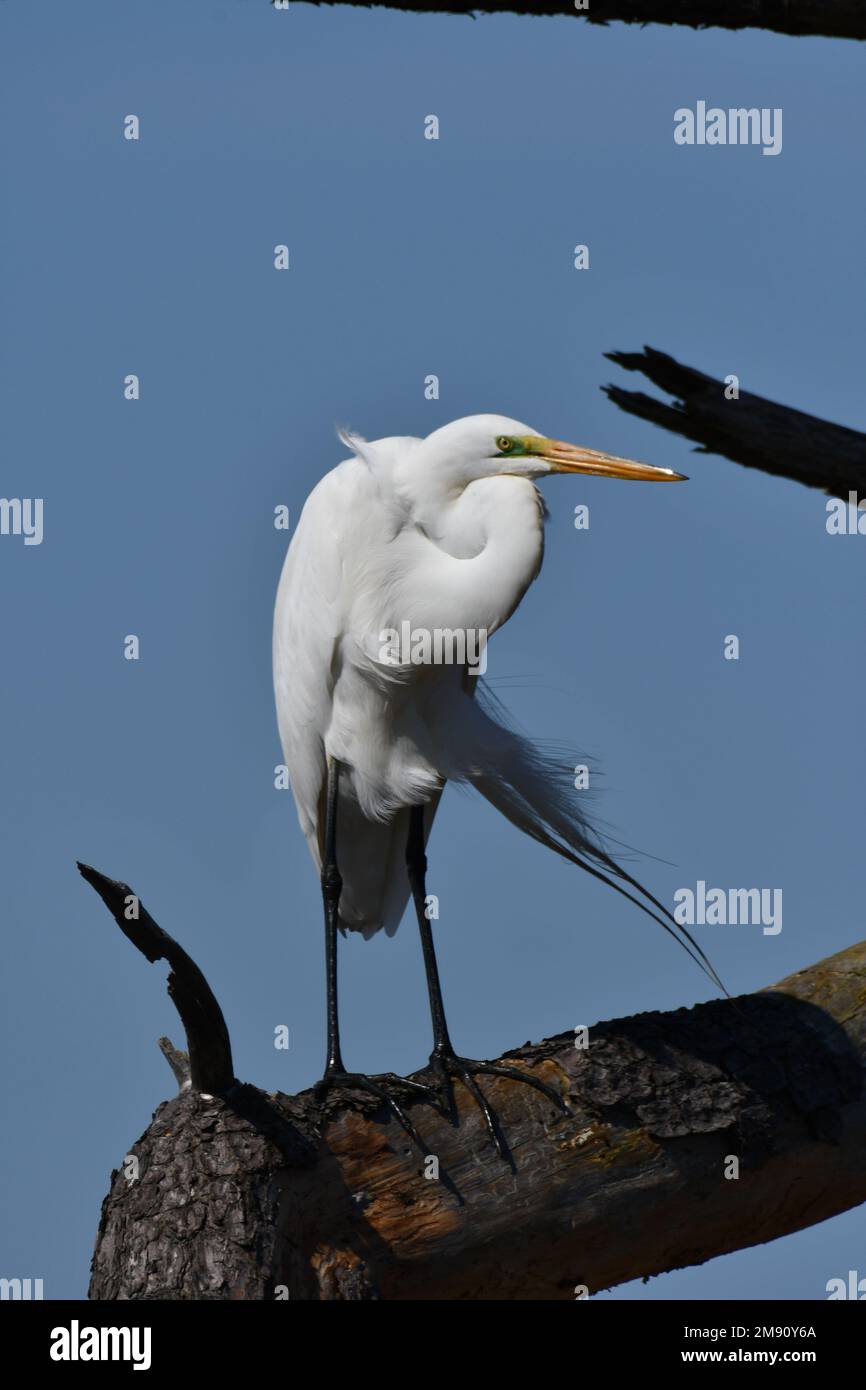 Weißer Vogel auf einem langen Zweig Stockfoto