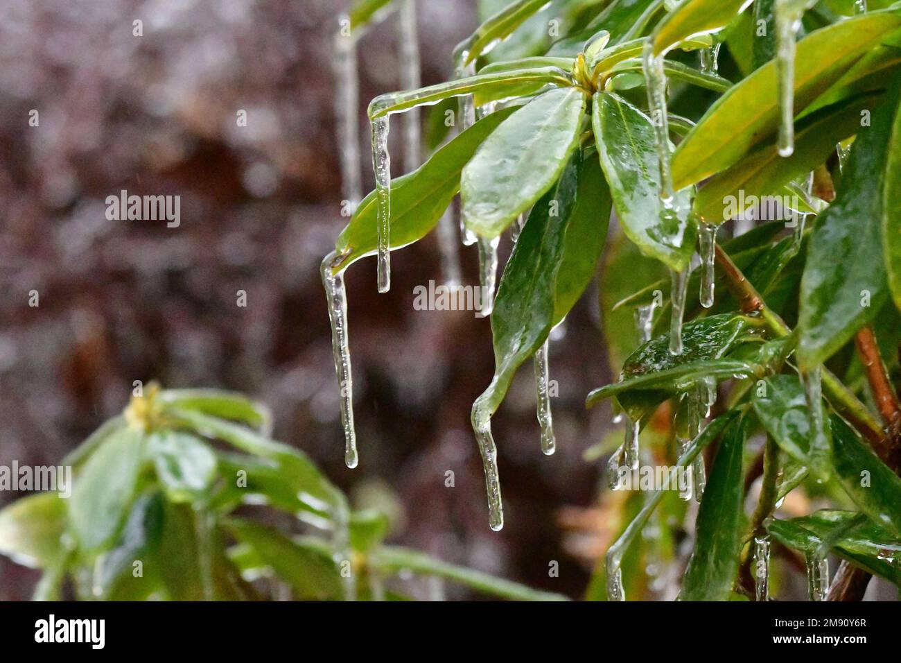 Eis auf Pflanzenblättern im Winter Stockfoto