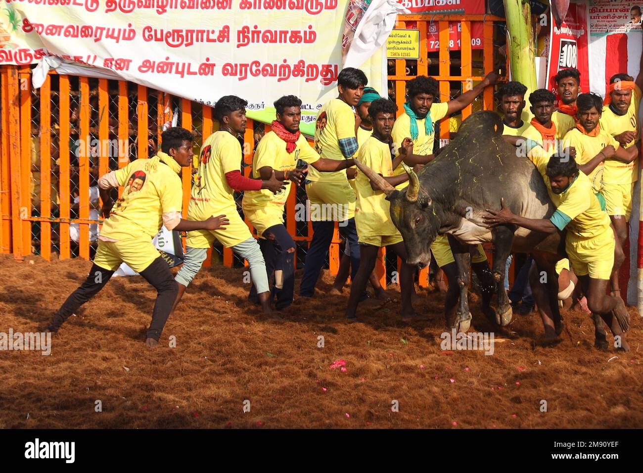Madurai, Tamil Nadu, Indien. 16. Januar 2023. Während des jährlichen traditionellen Stierzähmfestivals „Jallikkattu“ im Dorf Palamedu am Stadtrand von Madurai in Tamilnadu versucht ein Teilnehmer, einen Stier zu kontrollieren. Jallikattu ist ein traditioneller Tamil-Stierkampf-Sport, der während Pongal, einem Erntefest im indischen Bundesstaat Tamil Nadu, stattfindet. (Kreditbild: © Sri Loganathan/ZUMA Press Wire) NUR REDAKTIONELLE VERWENDUNG! Nicht für den kommerziellen GEBRAUCH! Stockfoto
