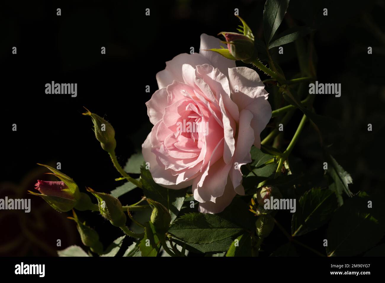 Eine blassrosa Rose wird durch Sonnenlicht in einem tief schattigen Bereich hervorgehoben Stockfoto