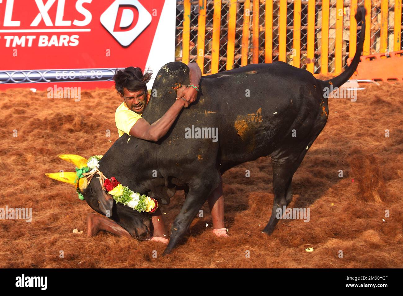 16. Januar 2023, Madurai, Tamil Nadu, Indien: Ein Teilnehmer versucht während des jährlichen traditionellen Stierkampffestivals „Jallikkattu“ im Dorf Palamedu am Stadtrand von Madurai in Tamilnadu, einen Stier zu kontrollieren. Jallikattu ist ein traditioneller Tamil-Stierkampf-Sport, der während Pongal, einem Erntefest im indischen Bundesstaat Tamil Nadu, stattfindet. (Kreditbild: © Sri Loganathan/ZUMA Press Wire) NUR REDAKTIONELLE VERWENDUNG! Nicht für den kommerziellen GEBRAUCH! Stockfoto