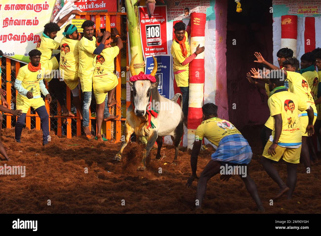 16. Januar 2023, Madurai, Tamil Nadu, Indien: Teilnehmer kontrollieren einen Stier während des jährlichen traditionellen Stierzähmfestivals „Jallikkattu“ im Dorf Palamedu am Stadtrand von Madurai in Tamilnadu. Jallikattu ist ein traditioneller Tamil-Stierkampf-Sport, der während Pongal, einem Erntefest im indischen Bundesstaat Tamil Nadu, stattfindet. (Kreditbild: © Sri Loganathan/ZUMA Press Wire) NUR REDAKTIONELLE VERWENDUNG! Nicht für den kommerziellen GEBRAUCH! Stockfoto